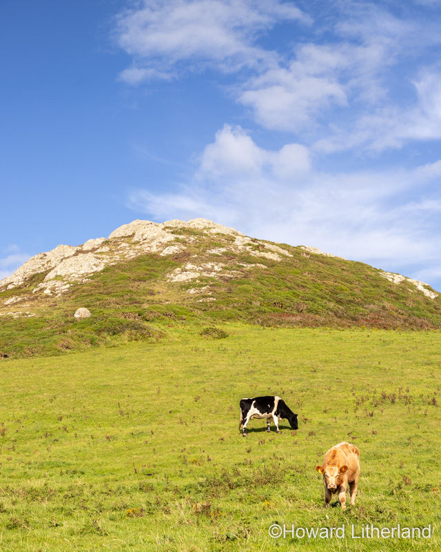 Cows on the Anglesey Coastal Path, North Wales
