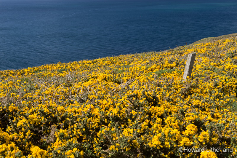 Flowering gorse from the cliff walk around Ardmore Head on the Atlantic coast of County Waterford, Ireland