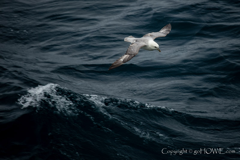 A fulmar seabird flying low over waves in the Atlantic Ocean, photographed from the P&O cruise liner Azura