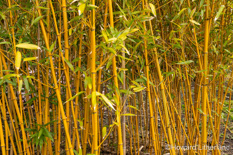 Golden Grove bamboo canes, Phyllostachys Aureosulcata
