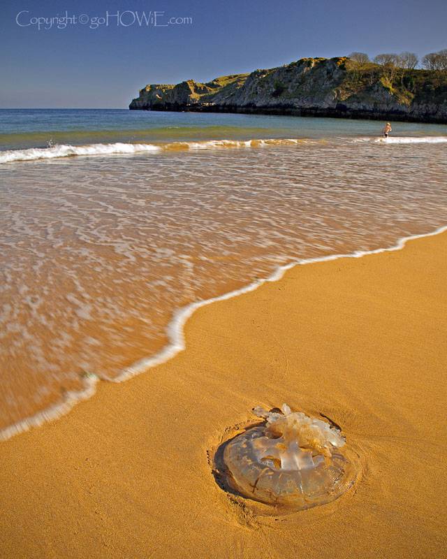 Beach and jellyfish, Barafundle Bay, Pembrokeshire