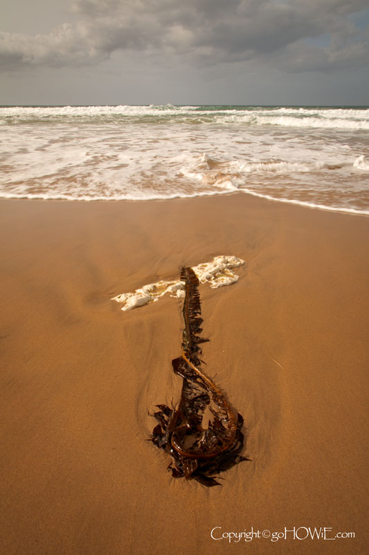 Seaweed on the beach at Whitepark Bay, County Antrim, Northern Ireland