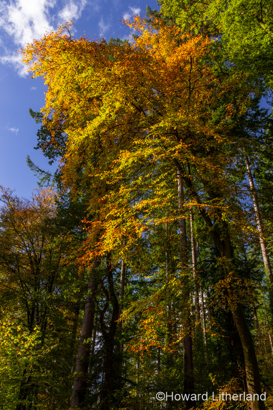 Trees in autumn colours at Betws-y-Coed, North Wales