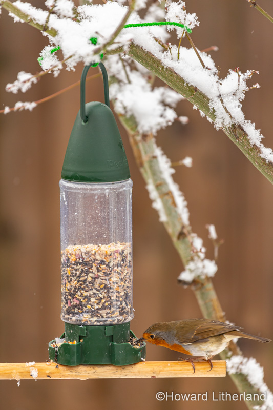Robin eating seeds from a garden bird feeder