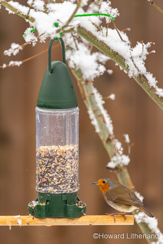 Robin eating seeds from a garden bird feeder