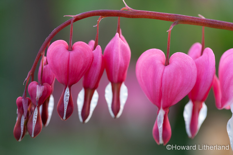 Bleeding Heart flowers