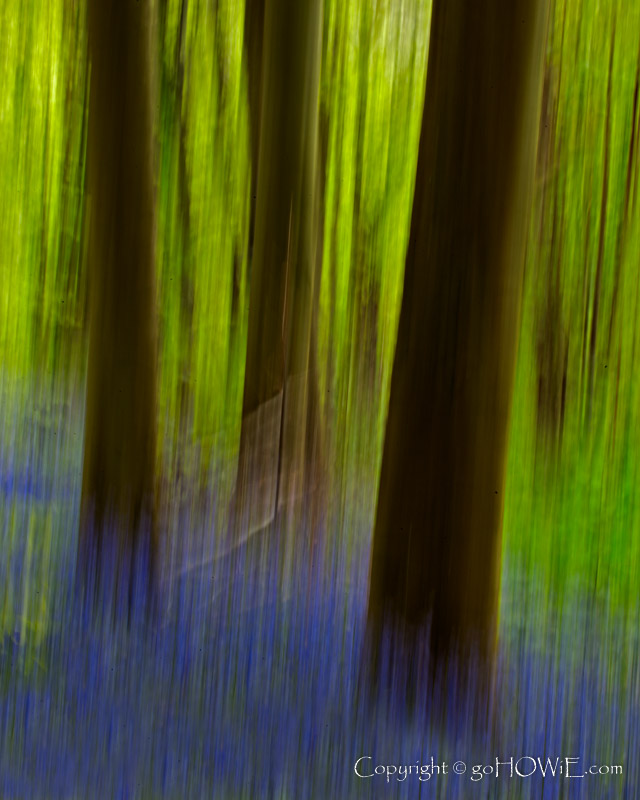 Bluebells and trees, blurred by intentional camera movement, at Wepre Park, Connah's Quay, North Wales