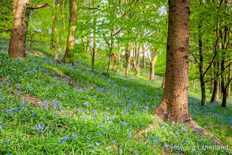 Bluebells and trees in spring