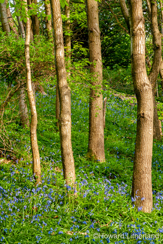 Bluebells and trees in spring