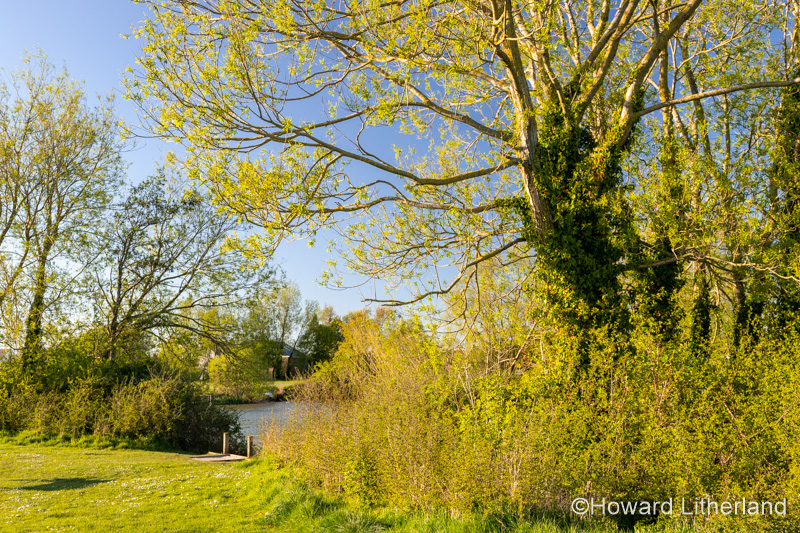 Lake and trees at Buckley Common, Flintshire, North Wales