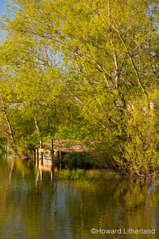 Lake and trees at Buckley Common, Flintshire, North Wales