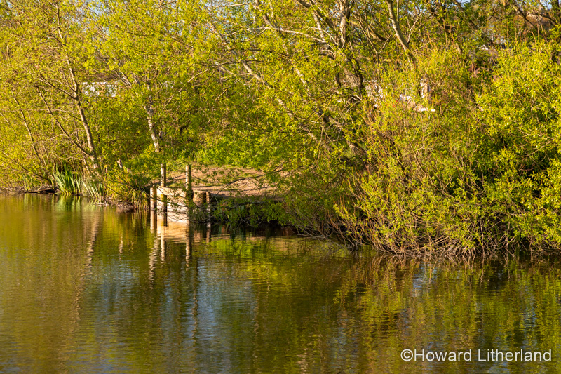 Lake and trees at Buckley Common, Flintshire, North Wales