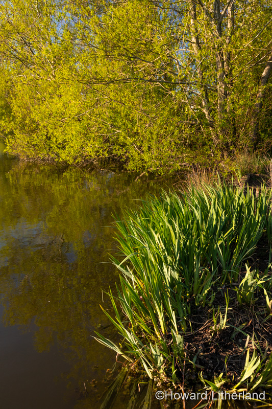 Lake and trees at Buckley Common, Flintshire, North Wales