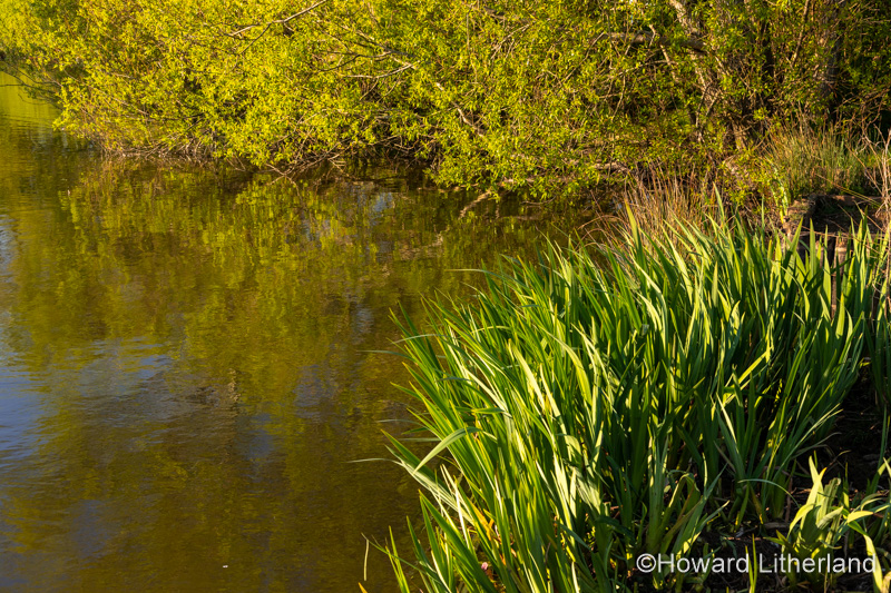 Lake and trees at Buckley Common, Flintshire, North Wales