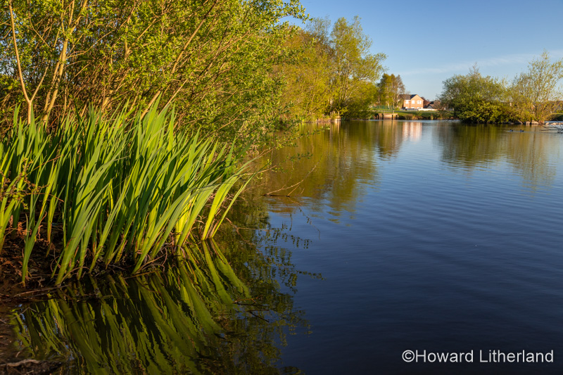 Lake and trees at Buckley Common, Flintshire, North Wales