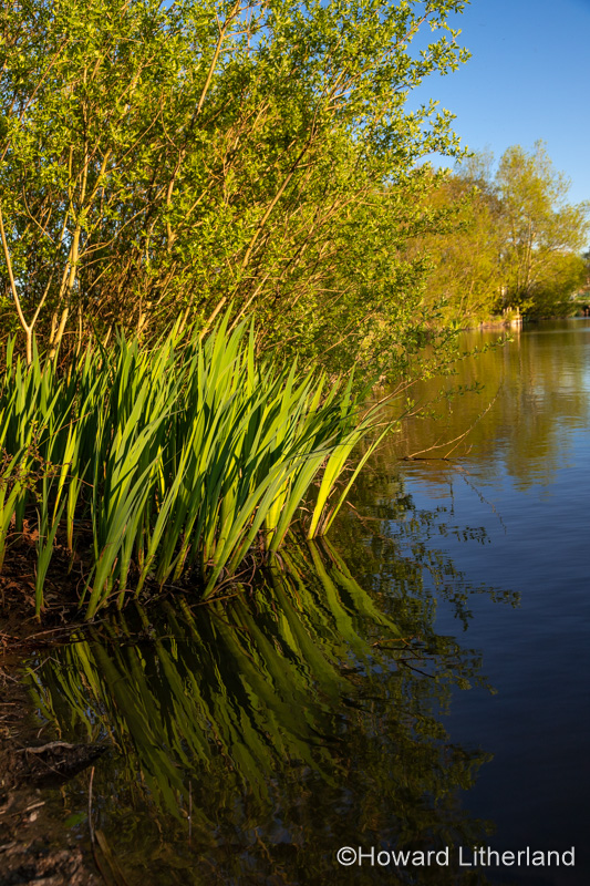 Lake and trees at Buckley Common, Flintshire, North Wales