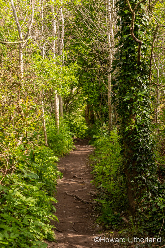Sunlit path through woods in Spring