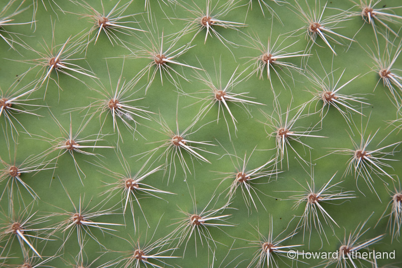 Close up of spines on cactus