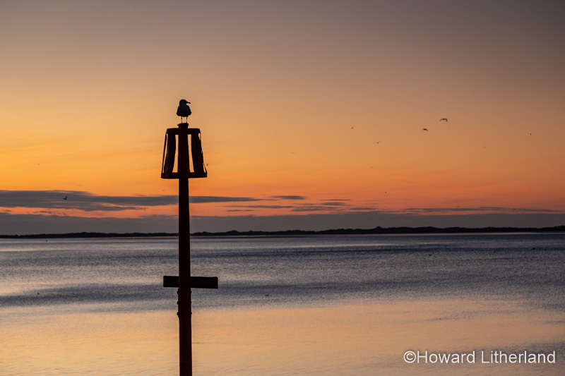 Seagull on a post at dusk at Caernarfon, North Wales coast