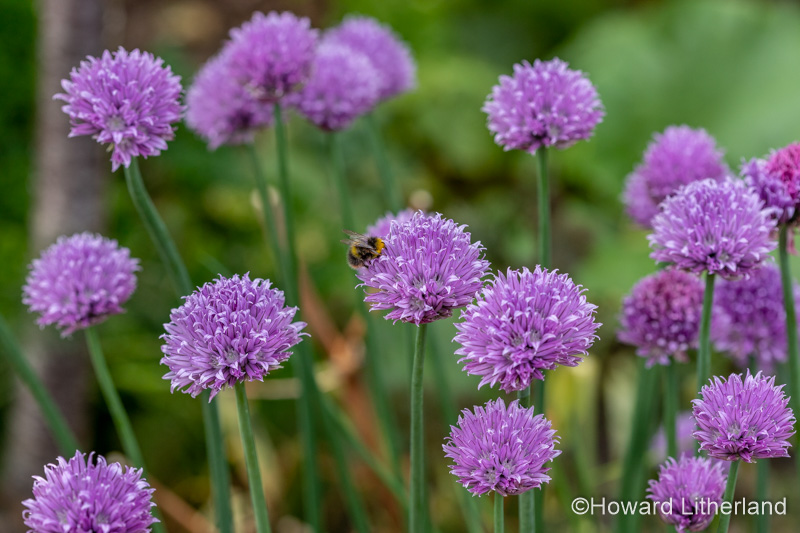 Bumblebee on purple chive flowers