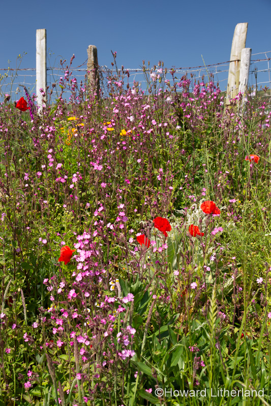 Wildflowers in the summer sunshine at Church Bay on the Isle of Anglesey, North Wales