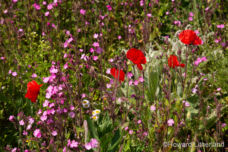 Wildflowers in the summer sunshine at Church Bay on the Isle of Anglesey, North Wales
