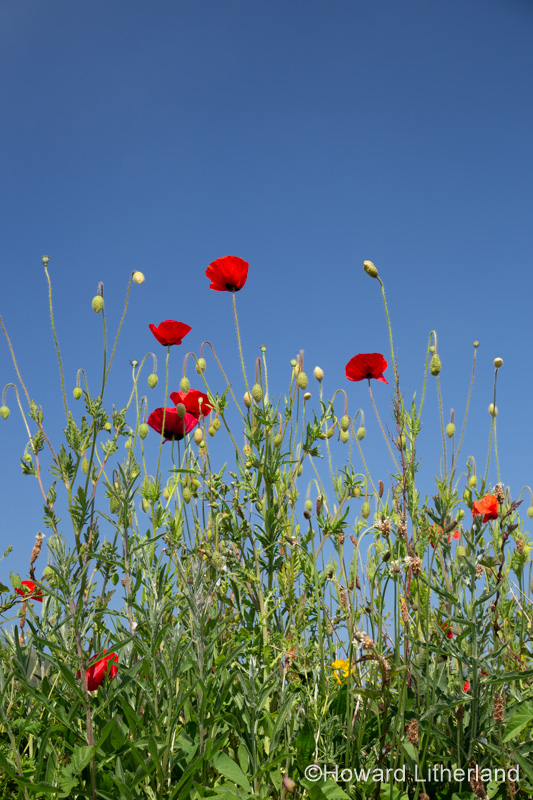 Wild poppies in the summer sunshine at Church Bay on the Isle of Anglesey, North Wales