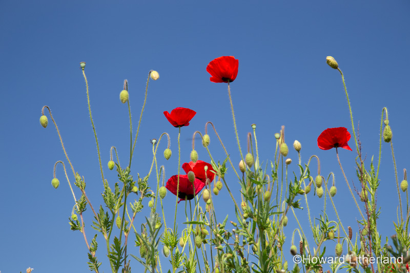 Wild poppies in the summer sunshine at Church Bay on the Isle of Anglesey, North Wales