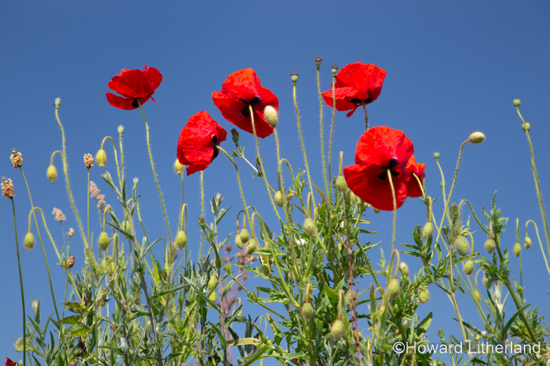Wild poppies in the summer sunshine at Church Bay on the Isle of Anglesey, North Wales