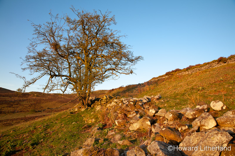 Solitary tree at Cilcain in the Clwydian Range, North Wales