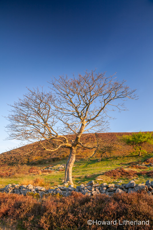Solitary tree at Cilcain in the Clwydian Range, North Wales