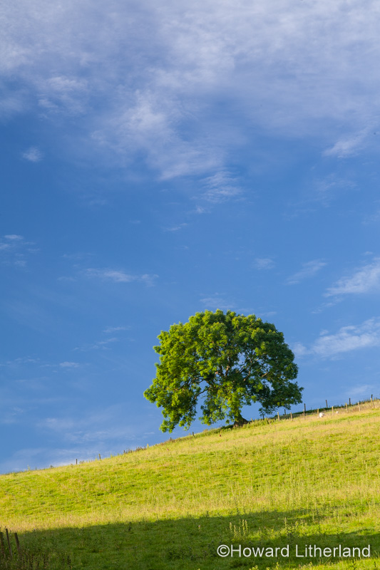 Solitary tree in sunlight, Cilcain, North Wales