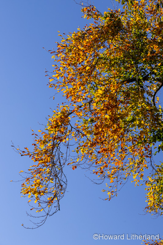 Tree in autumn near Cilcain, North Wales