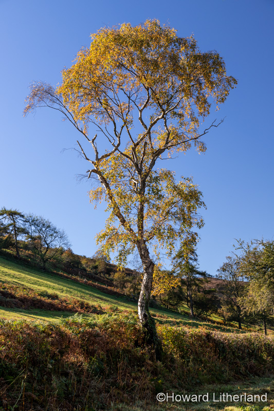 Tree in autumn near Cilcain, North Wales
