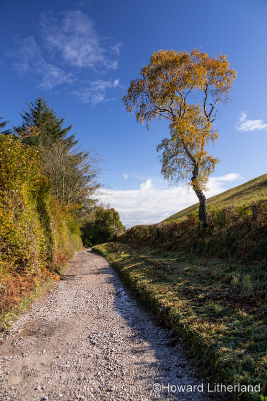 Tree in autumn near Cilcain, North Wales
