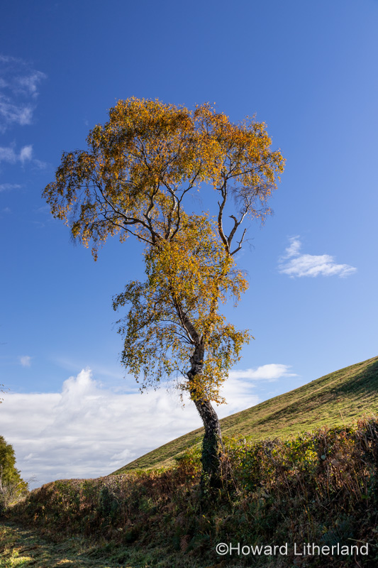 Tree in autumn near Cilcain, North Wales