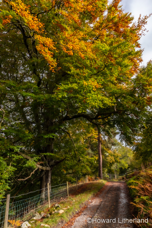 Trees in autumn near Cilcain, North Wales