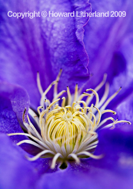 Blue clematis