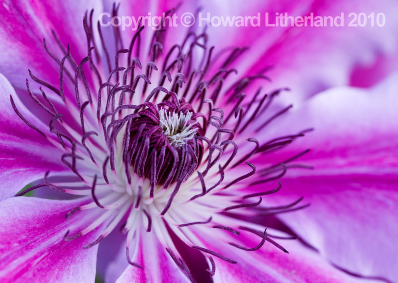 Pink clematis