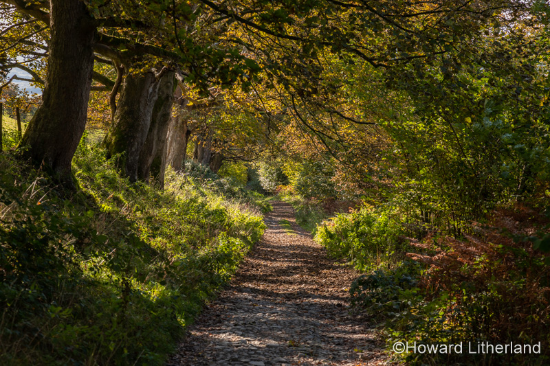 Path through Coed Llangwyfan forest, Clwydian Range, North Wales