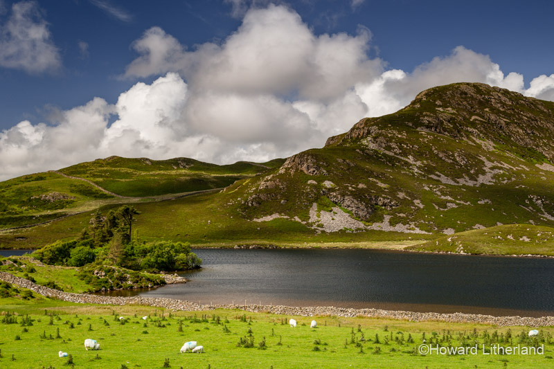 Sheep grazing at Cregennan Lakes to the south of the Snowdonia National Park, Wales