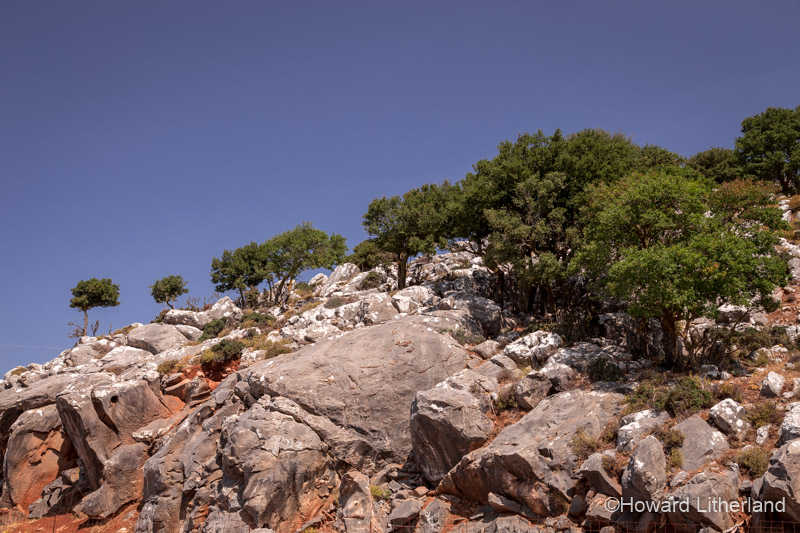 Grove of olive trees surviving in a rocky landscape, Crete