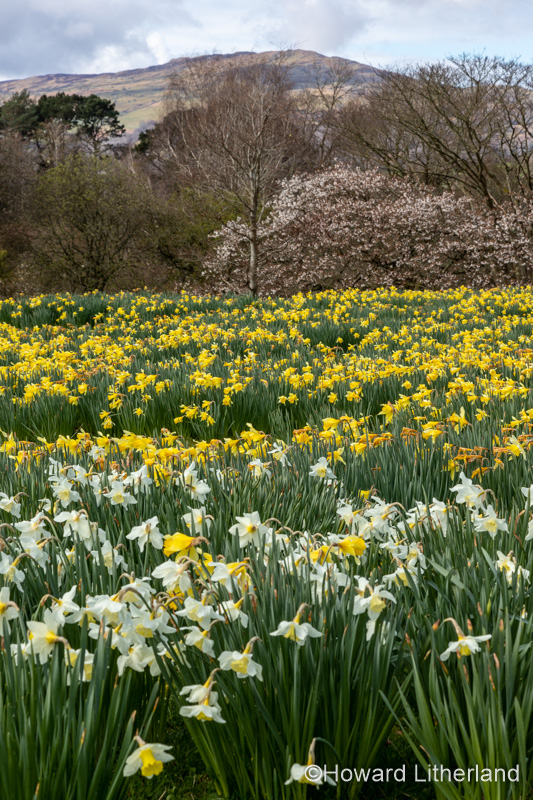 Carpet of daffodils in spring
