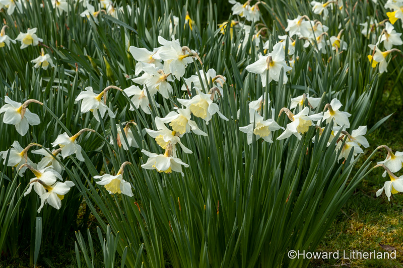 Carpet of daffodils in spring