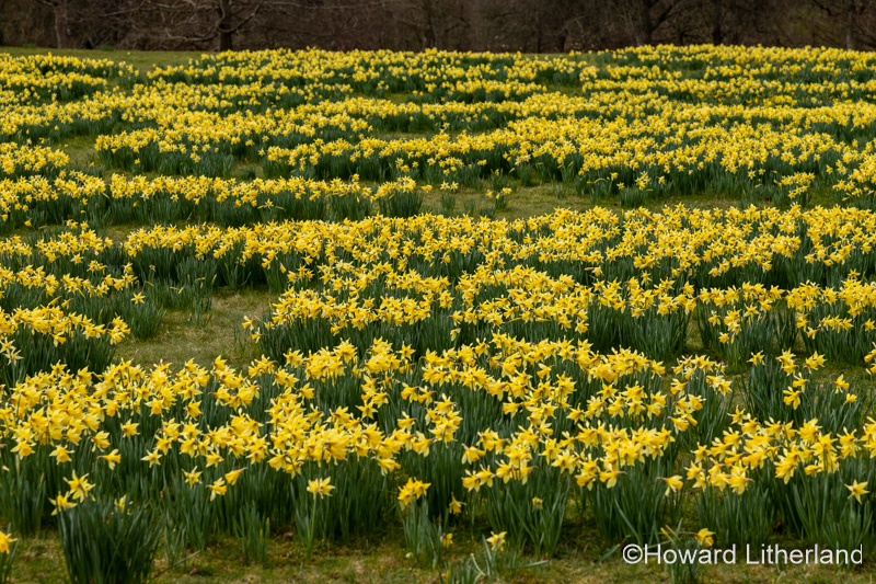 Blooming Daffodil flowers in spring