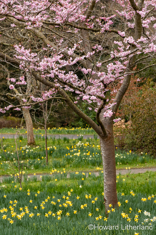 Daffodil flowers in spring with a tree in blossom