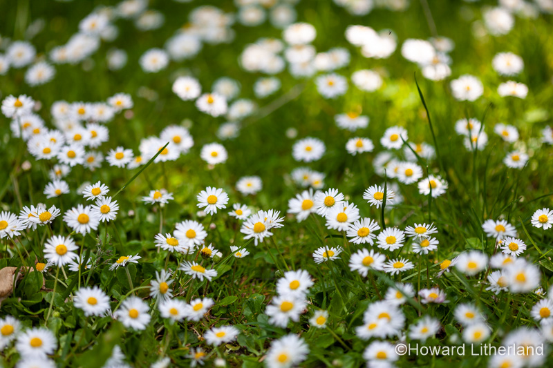 Common Daisies Bellis perennis