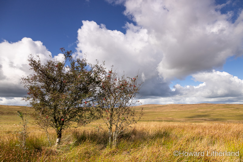 Hawthorne trees on the Denbigh moors, North Wales