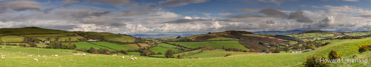 Farmland with sheep on the Denbigh Moors, North Wales
