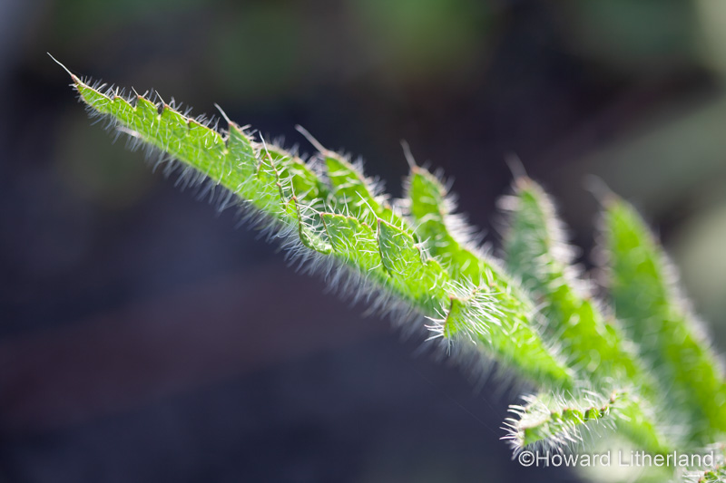 Backlit fern